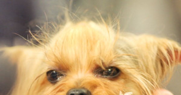 What Tv Network Is The Westminster Dog Show On What Tv Network Is The Westminster Dog Show On
